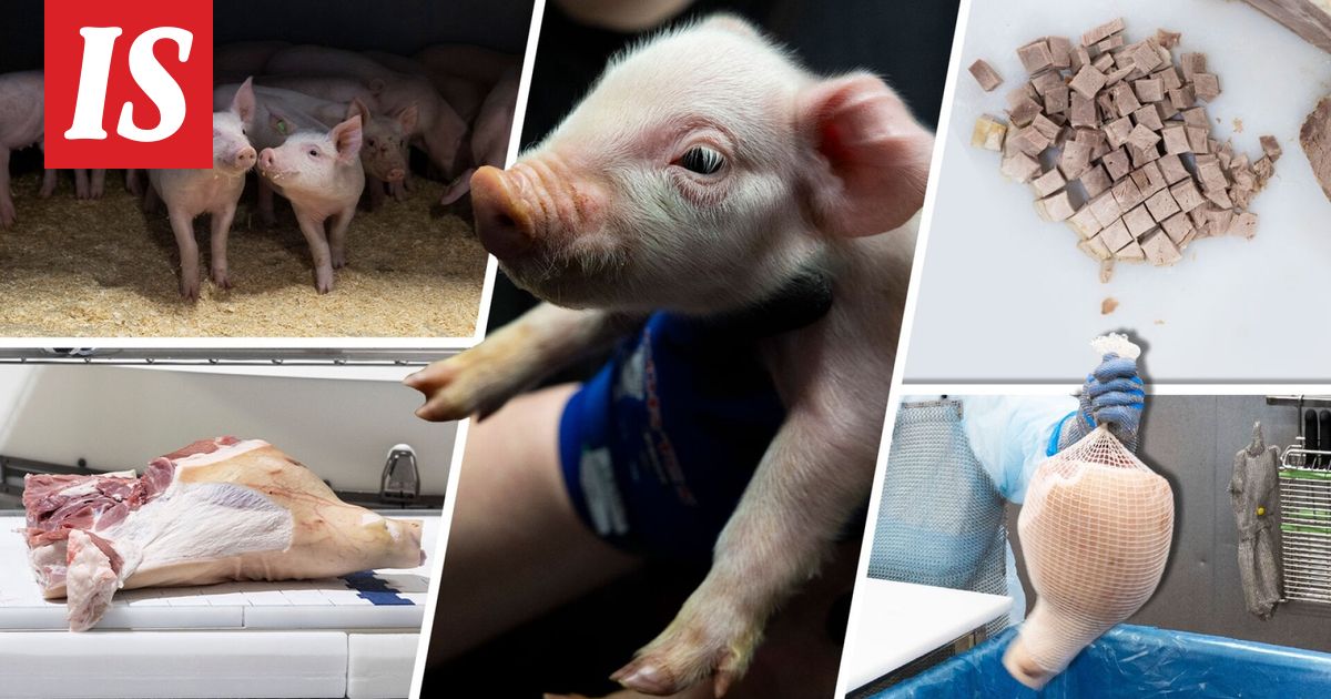 Näin porsaasta tulee joulukinkku – possun matka sikalasta lihatehtaalle
