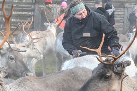 Riikka Kenttälä-Koskela pyörittää esimerkiksi poroajeluita, tilavierailuja ja saunapalveluita tarjoavaa Summuntupaa Sirkassa.