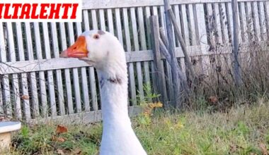 Leskeksi jääneen Hupsun suru näkyy koskettavalla tavalla – Nyt harvinainen temppu tuotti tulosta