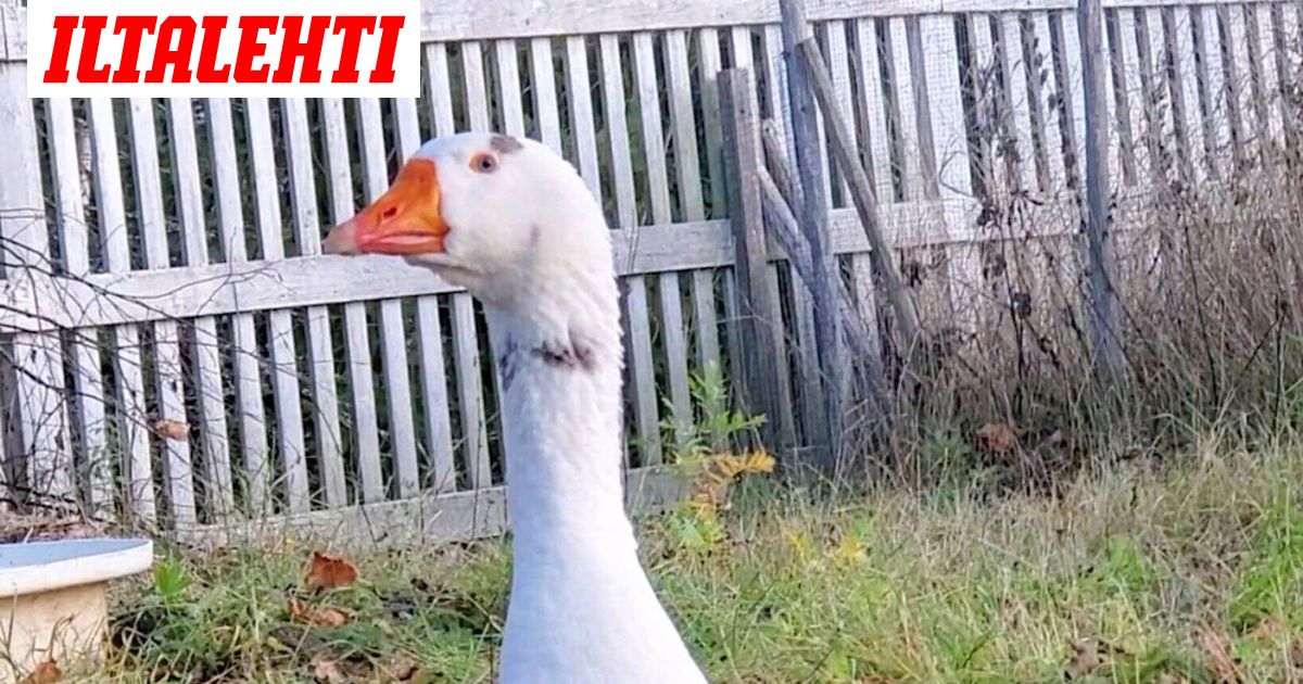 Leskeksi jääneen Hupsun suru näkyy koskettavalla tavalla – Nyt harvinainen temppu tuotti tulosta