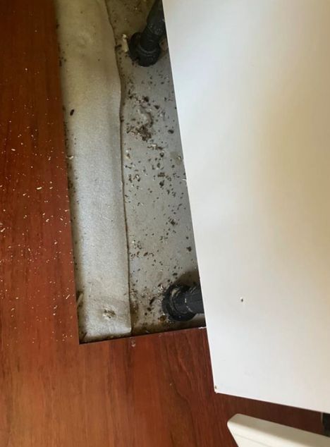 Tuhohyönteisiä oli myös lattiamateriaalin alla.