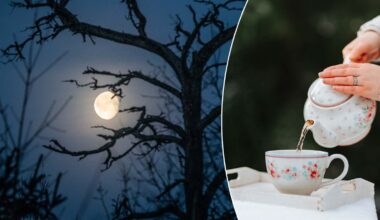 Hyviä uutisia teen ystäville: kasvi menestyy myös toisella taivaankappaleella - Uutiset kotimaasta ja maailmalta