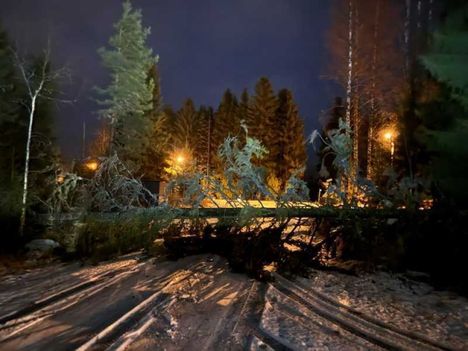 Hannes-myrskyn kaatama puu aiheutti koiraan ulkoiluttaneelle Annika Koskelalle läheltä piti -tilanteen Seinäjoella lauantai-iltana.