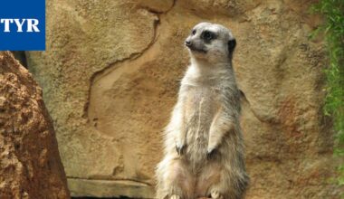 Tutkimus: Ihminen on yksiavioinen kuin gibboni – tai mangusti