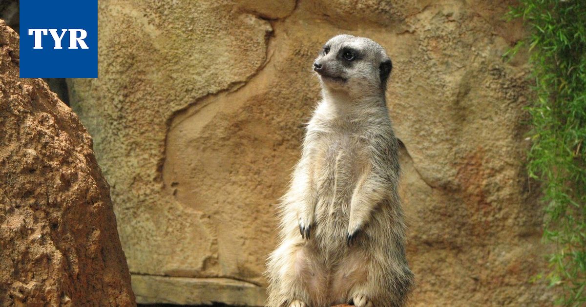 Tutkimus: Ihminen on yksiavioinen kuin gibboni – tai mangusti