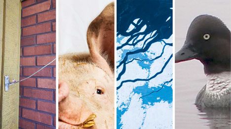 Vasemmalla längelmäkeläisen Hanna Vigrenin asunnon pohjoisseinällä oleva oksa, joka on toiminut vuosikymmeniä kosteusmittarina. Muut kuvat eivät ole lukijoiden lähettämiä, vaan arkistokuvia, jotka kertovat possukohtaamisesta, maagisesta jäätymishetkestä sekä telkkäkoiraan viime hetkistä.