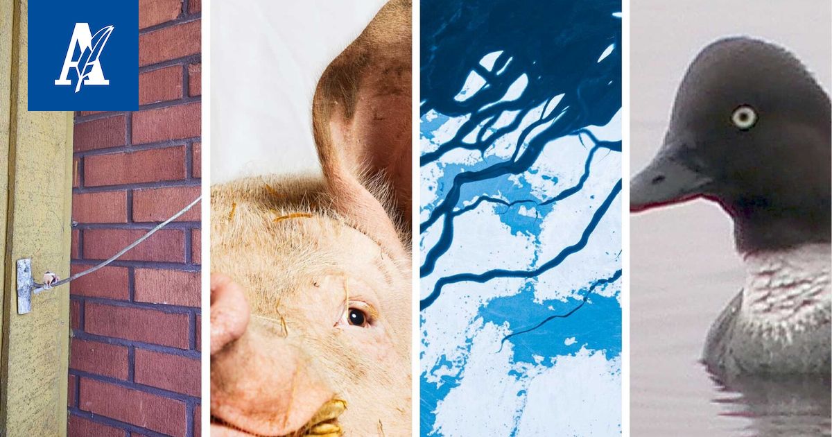 Possu yllätti suunnistajan, orava pissasi päälle – Aamulehden lukijat kertovat luontokokemuksistaan