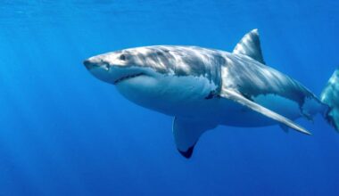 Tutkijat: Valkohai on vaarassa hävitä Välimereltä | Uutisia lyhyesti