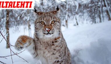 Ihmiselle vaarallinen ilves kylvi pelkoa Keuruulla – Lopetettiin