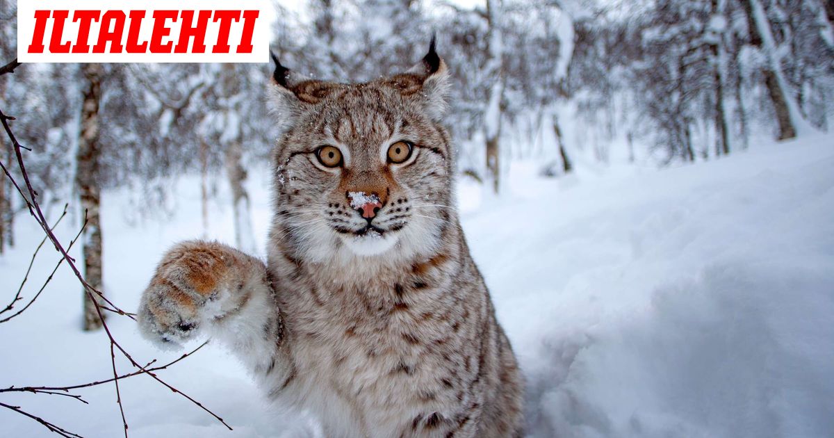 Ihmiselle vaarallinen ilves kylvi pelkoa Keuruulla – Lopetettiin