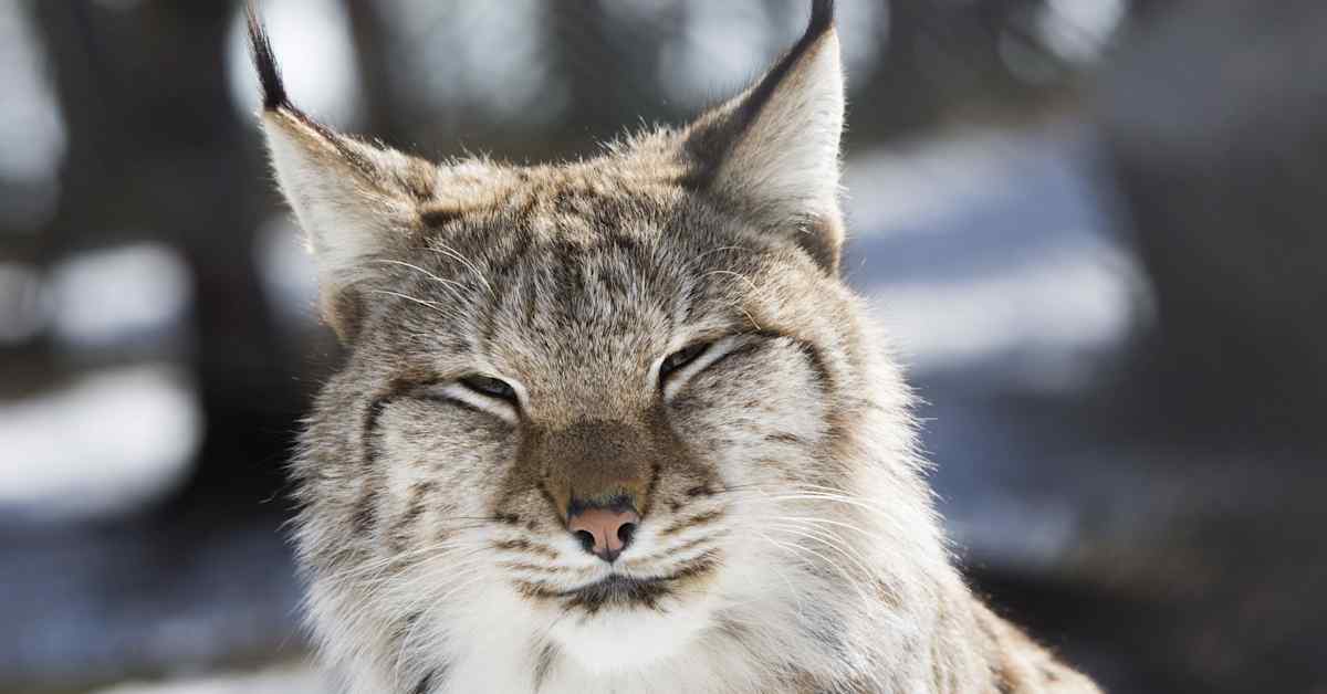 Poliisi määräsi ihmiselle vaarallisen ilveksen lopetettavaksi Keuruulla | Uutisia lyhyesti