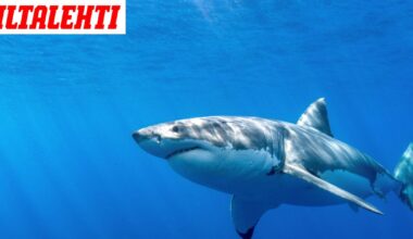 Hain suussa oli ihminen – Triathlonisti kuoli karmealla tavalla kesken uimisen