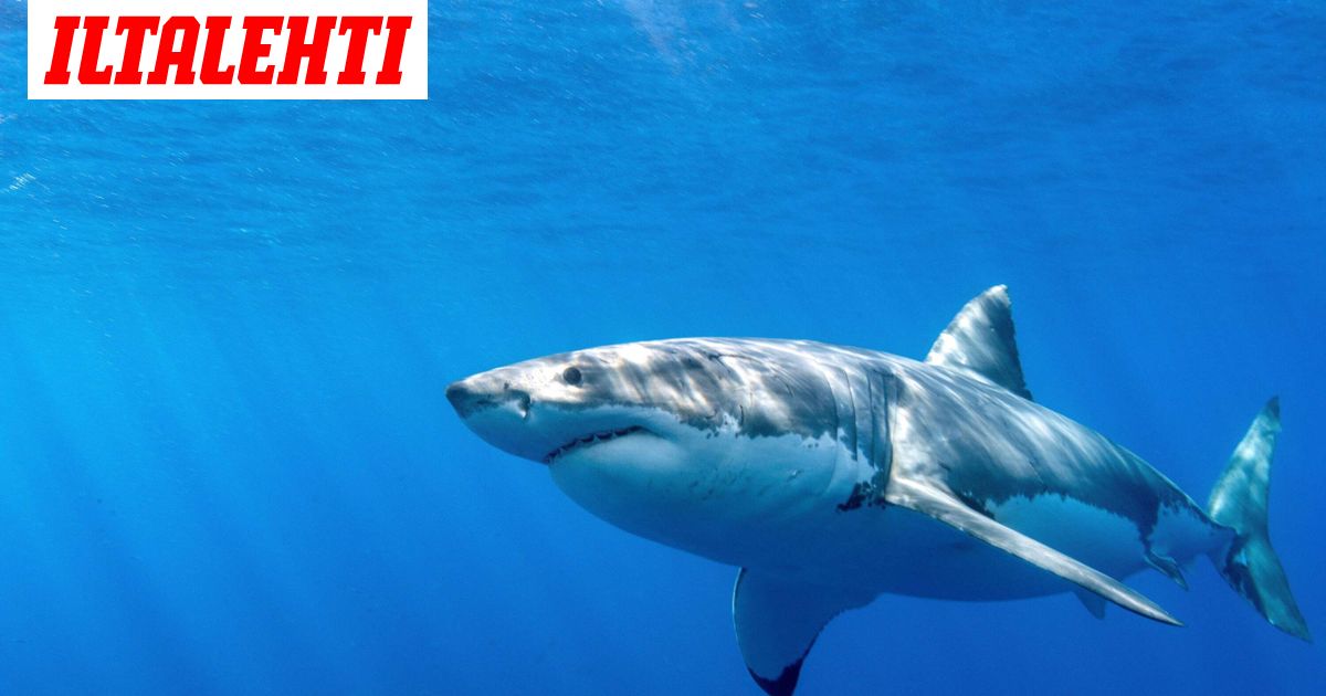 Hain suussa oli ihminen – Triathlonisti kuoli karmealla tavalla kesken uimisen