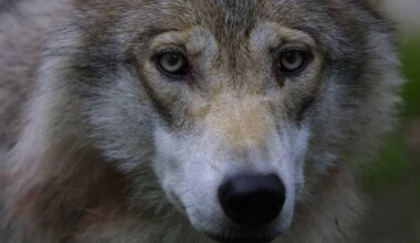 Suomessa saa metsästää ensi vuonna sata sutta, metsästyskausi alkaa vuoden alusta | Varsinais-Suomi