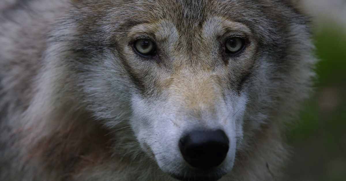 Suomessa saa metsästää ensi vuonna sata sutta, metsästyskausi alkaa vuoden alusta | Varsinais-Suomi