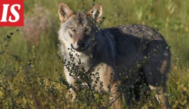 Nyt se on varmaa – täällä suden metsästys alkaa