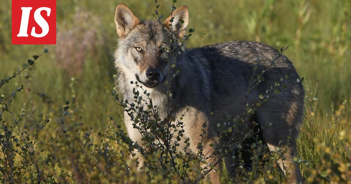 Nyt se on varmaa – täällä suden metsästys alkaa