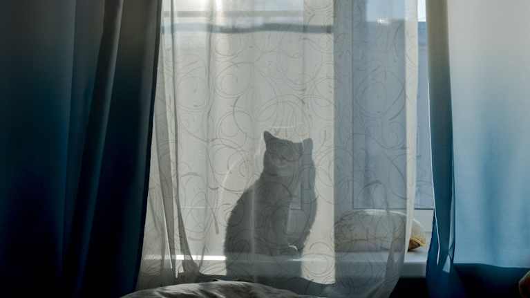 Kissan siluetti ikkunaverhossa.