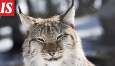 Vaarallinen ilves lopetettiin Keuruulla - Ilta-Sanomat
