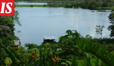 Mehiläiset saivat laillisia oikeuksia - Ilta-Sanomat