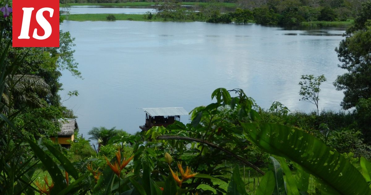 Mehiläiset saivat laillisia oikeuksia - Ilta-Sanomat