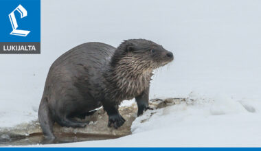 Saukko vähentää tehokkaasti ihmisten tuomia vieraslajeja