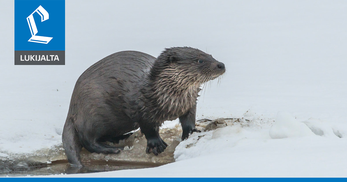 Saukko vähentää tehokkaasti ihmisten tuomia vieraslajeja
