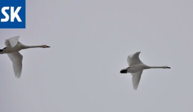 Joutsenista johtuvat hälytykset ovat työllistäneet pelastuslaitosta ympäri Satakuntaa uudenvuodenaattona