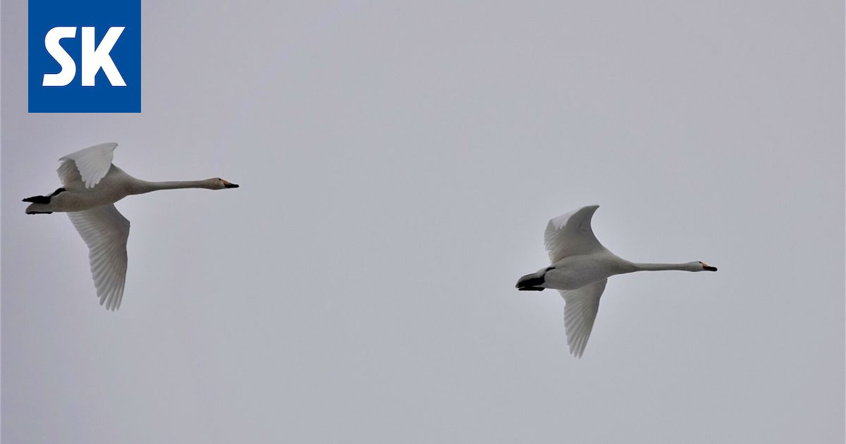 Joutsenista johtuvat hälytykset ovat työllistäneet pelastuslaitosta ympäri Satakuntaa uudenvuodenaattona