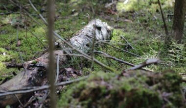 MTK ry: METSO-ohjelman rahoitusta on korotettava – valtion vastuu säilytettävä - Metsätrans-Lehti