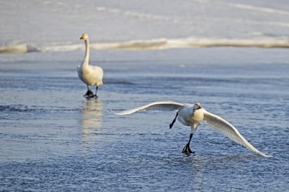 Ilmastonmuutos laajentaa vesilintujen talvehtimisalueita – Perämerellä on havaittu sorsia joulukuussa runsaslajisesti