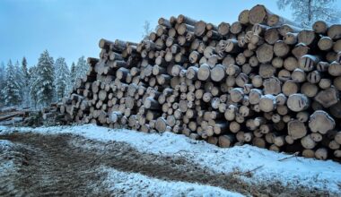 Metsähallitus hakkasi luonnonmetsän Suomussalmella – metsäyhtiöt vaikenevat