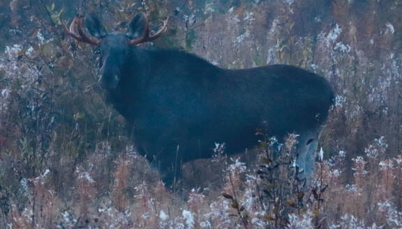 Peltsin toinen luonto: Hirvi