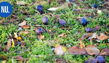 Ympäristö | Ilmastokysely keräsi ennätysmäärän vastauksia – kuntalaiset haluavat lisää kierrätysmahdollisuuksia ja joukkoliikennettä | Paikalliset