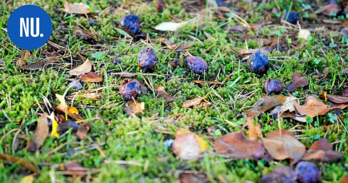 Ympäristö | Ilmastokysely keräsi ennätysmäärän vastauksia – kuntalaiset haluavat lisää kierrätysmahdollisuuksia ja joukkoliikennettä | Paikalliset