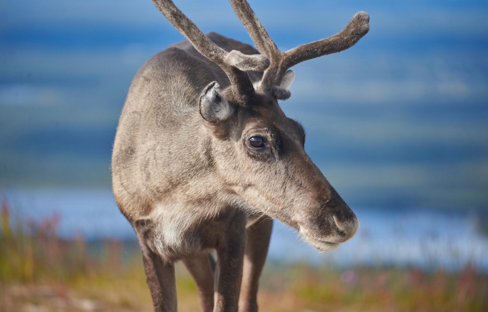 Erilaista tosi-tv:tä: Nyt seurataan Kaijan, Paulan ja Sepon liikkeitä Lapin tuntureilla