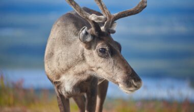 Erilaista tosi-tv:tä: Nyt seurataan Kaijan, Paulan ja Sepon liikkeitä Lapin tuntureilla