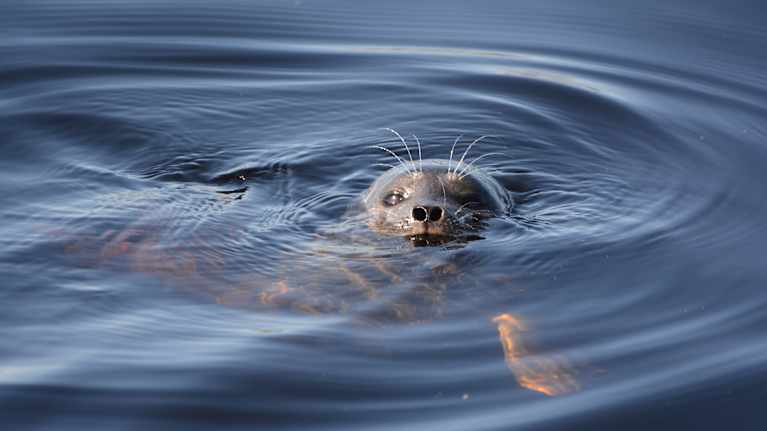 Saimaannorppakuutti vedessä.