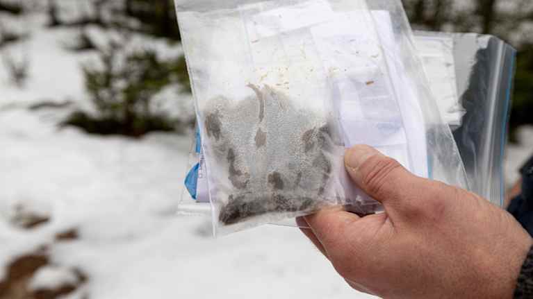 Suden ulostetta kerättynä näytemuovipussiin, jota pitelee käsi.