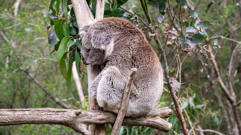Koala istuu eukalyptyspuussa.