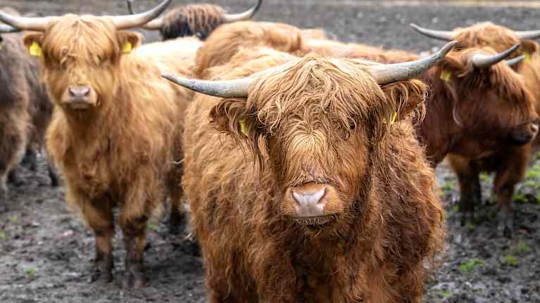 Kaksi ylämaankarjan nautaa katsoo laitumella kameraan.
