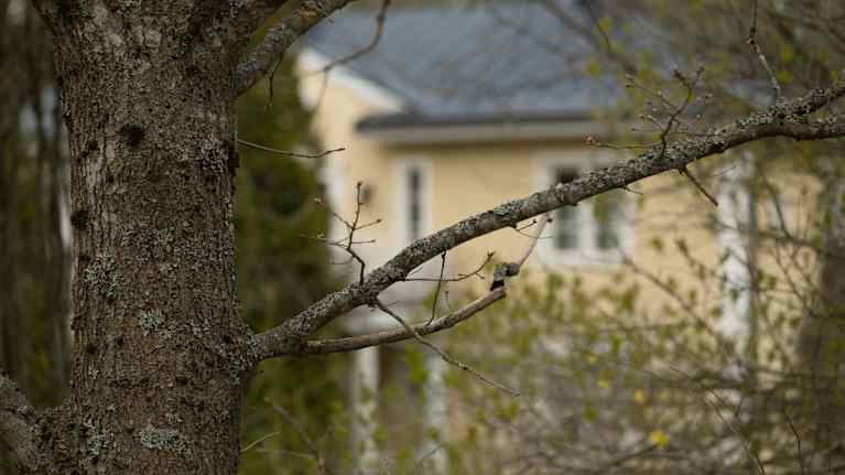 Keltainen talo epäterävänä taustalla, etualla puu. 