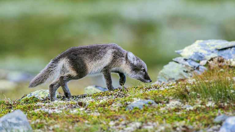 Naali nuuskii maastossa.