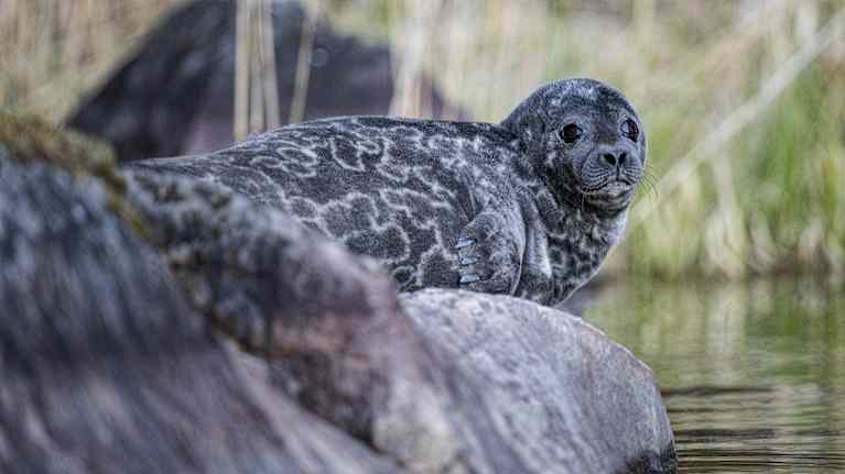 Saimaannorppa loikoilee kivellä.