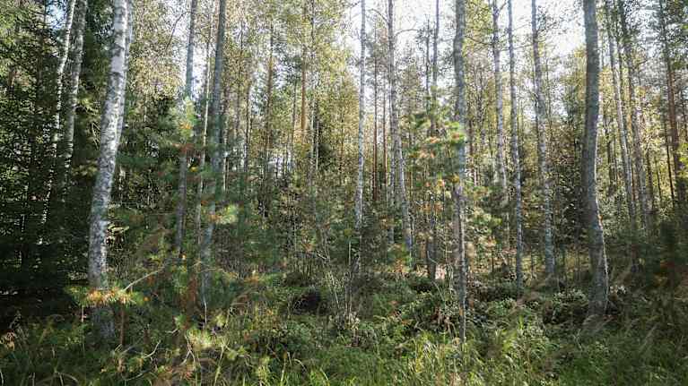 Metsässä kasvaa koivuja.