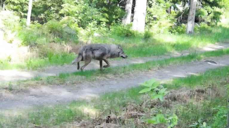 Harmaa, suden näköinen koiraeläin jolkottelee keskellä metsäautotietä. Taustalla vihreää metsää. 