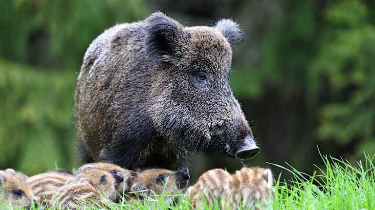 Aikuinen villisikaemo luonnossa pentueensa kanssa.