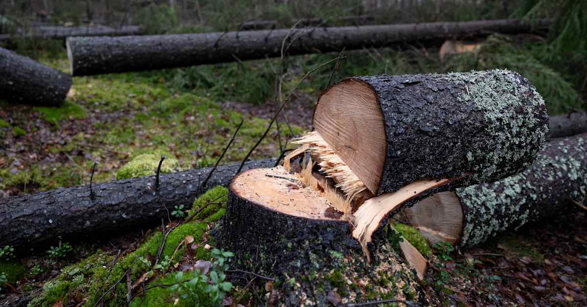 Uusi laki: Metsätuhoa voi hyvittää kaatamalla puita – Vantaa näyttää mallia | Luonto