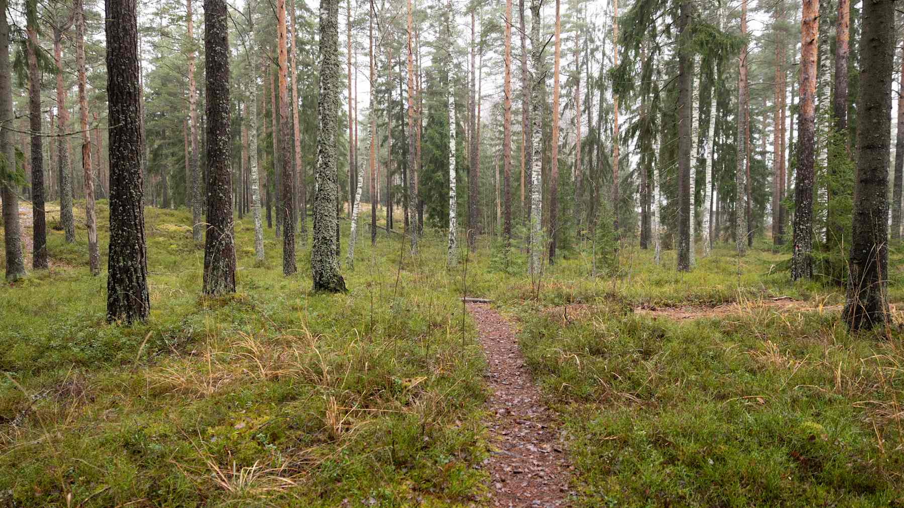 Kuusta ja koivua kasvava kangasmetsä, jossa kulkee polku.