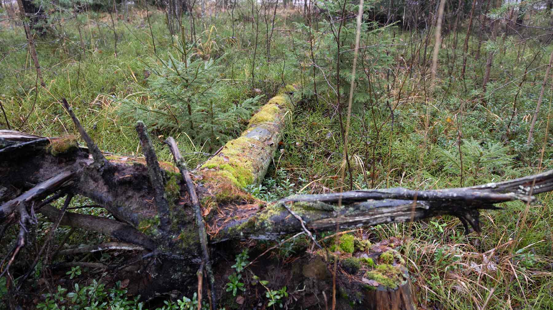 Kaatunut sammaloitunut puu, jonka juuret törröttävät ylös maasta.